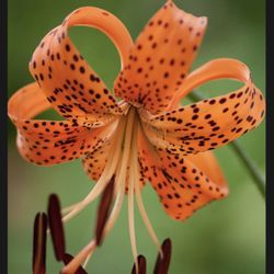 Tiger Lily Seeds