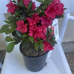 Azalea red  bird