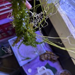 Anacharis / Engeria Densa Aquarium Plant