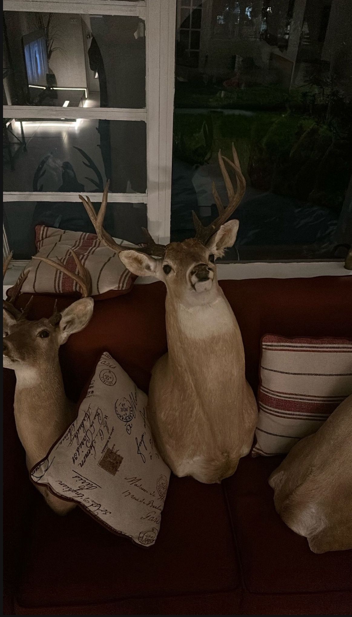 Taxidermy