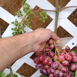 Grape Vine Plant