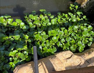 Water Hyacinth Plants