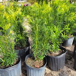 Podocarpus 
