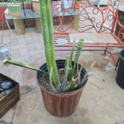 San Pedro , Snake Plant, Aloe 