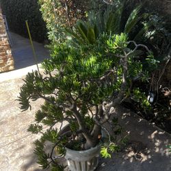 Gullom Plant