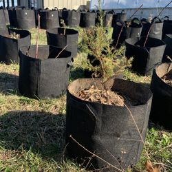 20 Eastern Red Cedar Trees