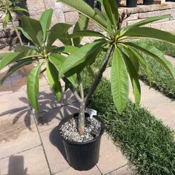 PINK PLUMERIA 