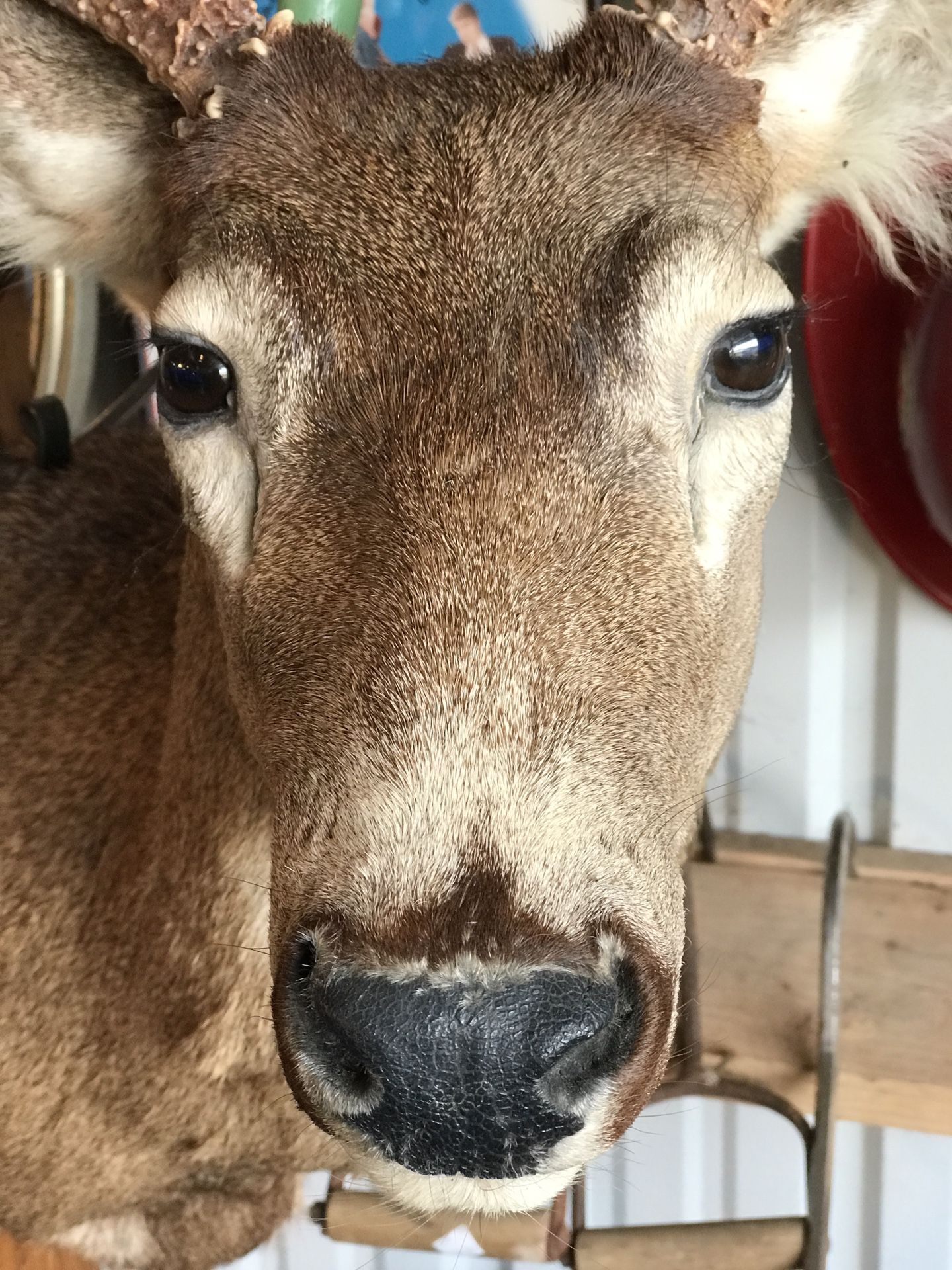 Taxidermy Deer