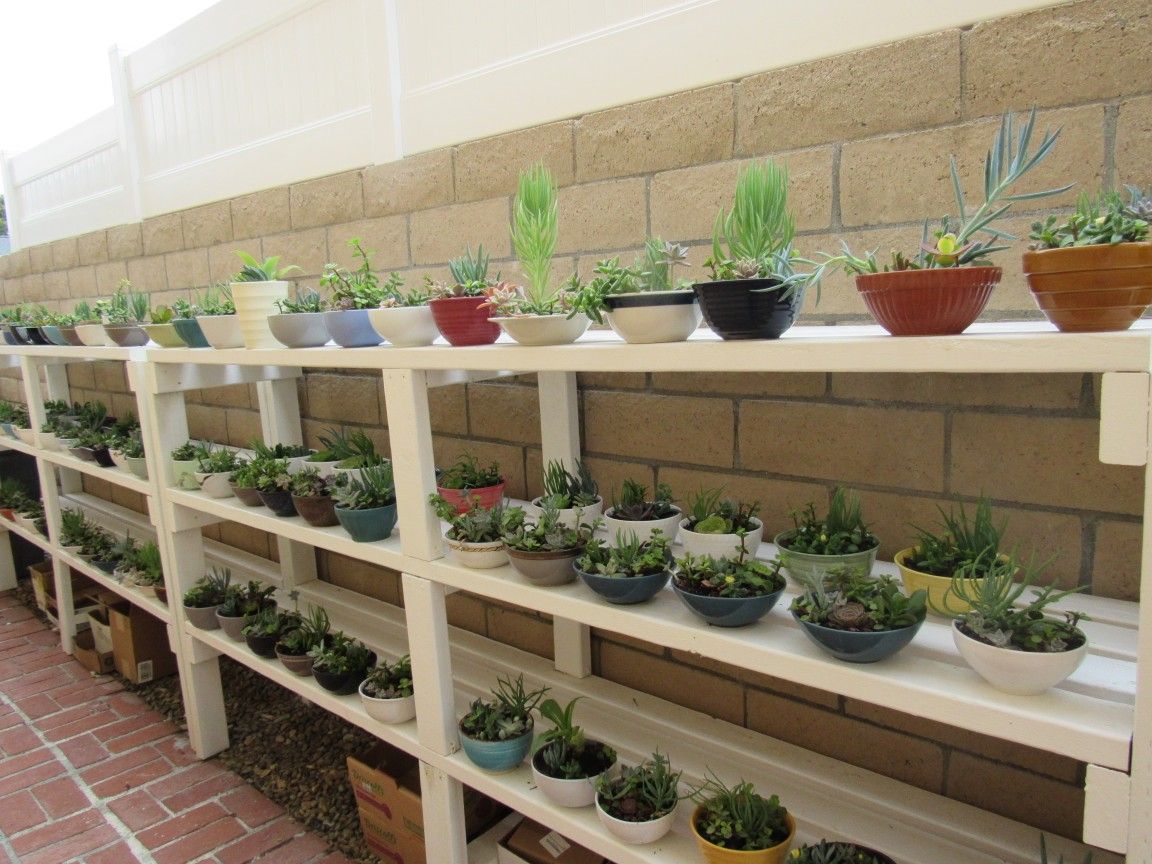 Many Succulents ( Read Details)