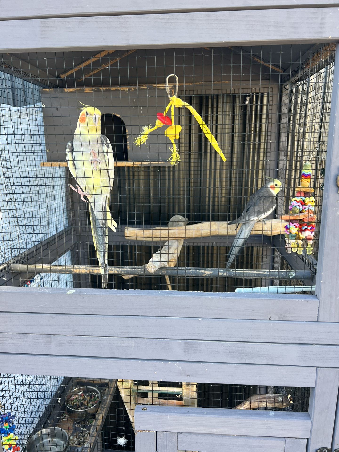 Two Cockatiels With Cage Included $200
