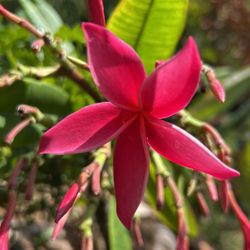 Corte de plumeria