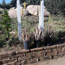 Large Aloe Vera Plants 