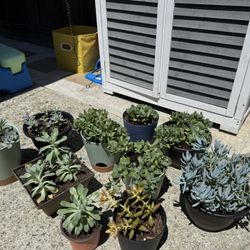 Plants 