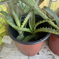 Aloe Vera 🪴