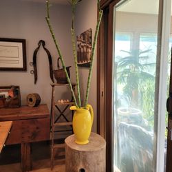3-5 Feet Lucky Bamboo 