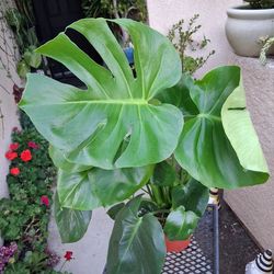 Monstera Deliciosa Split Leaf Plant $30
