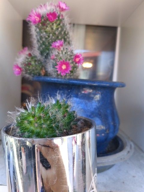 Plants