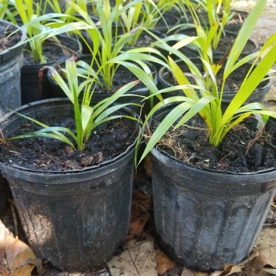 Areca Palm For Sale.