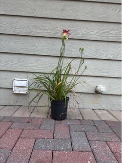 Red Daylily