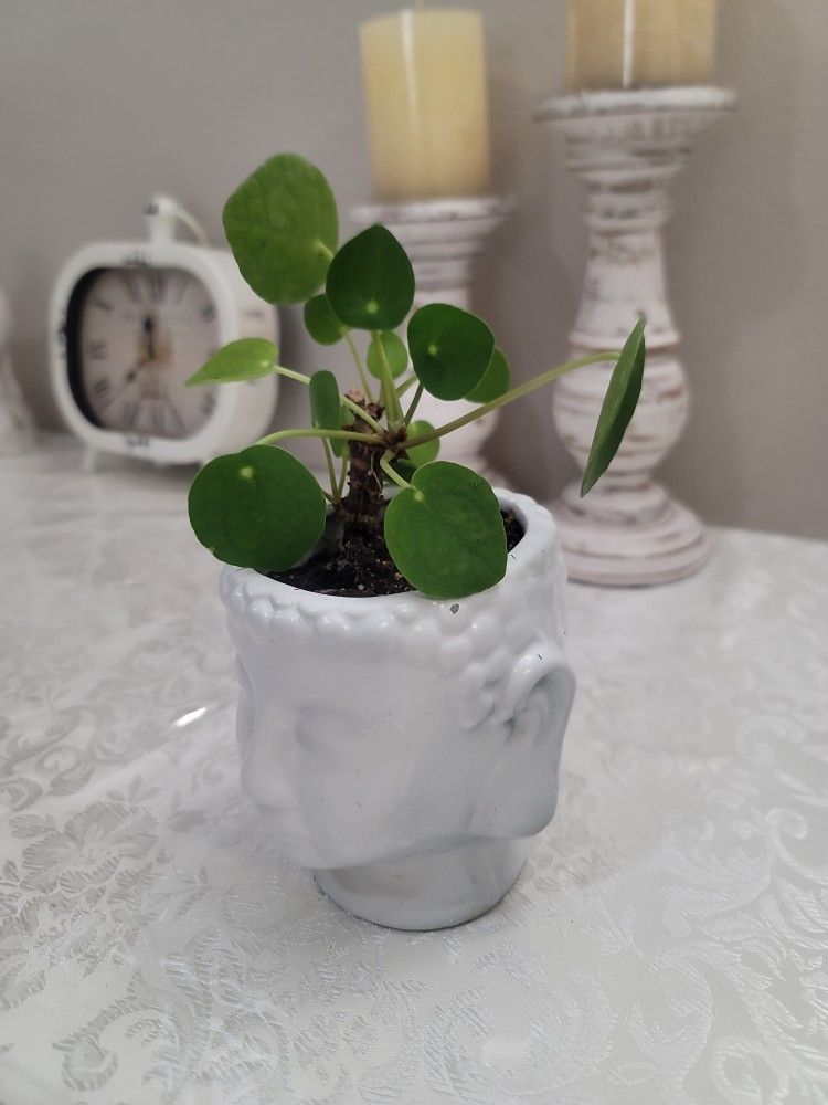 Money Plant With Ceramic Pot 