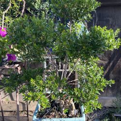 Bonsai Common Myrtle Soon Will  Flower Like A Snow All Over The Plant $120