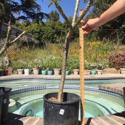 Tall Healthy Plumeria !!!