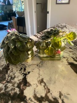 Mini African violets