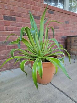 LARGE Agave Plant