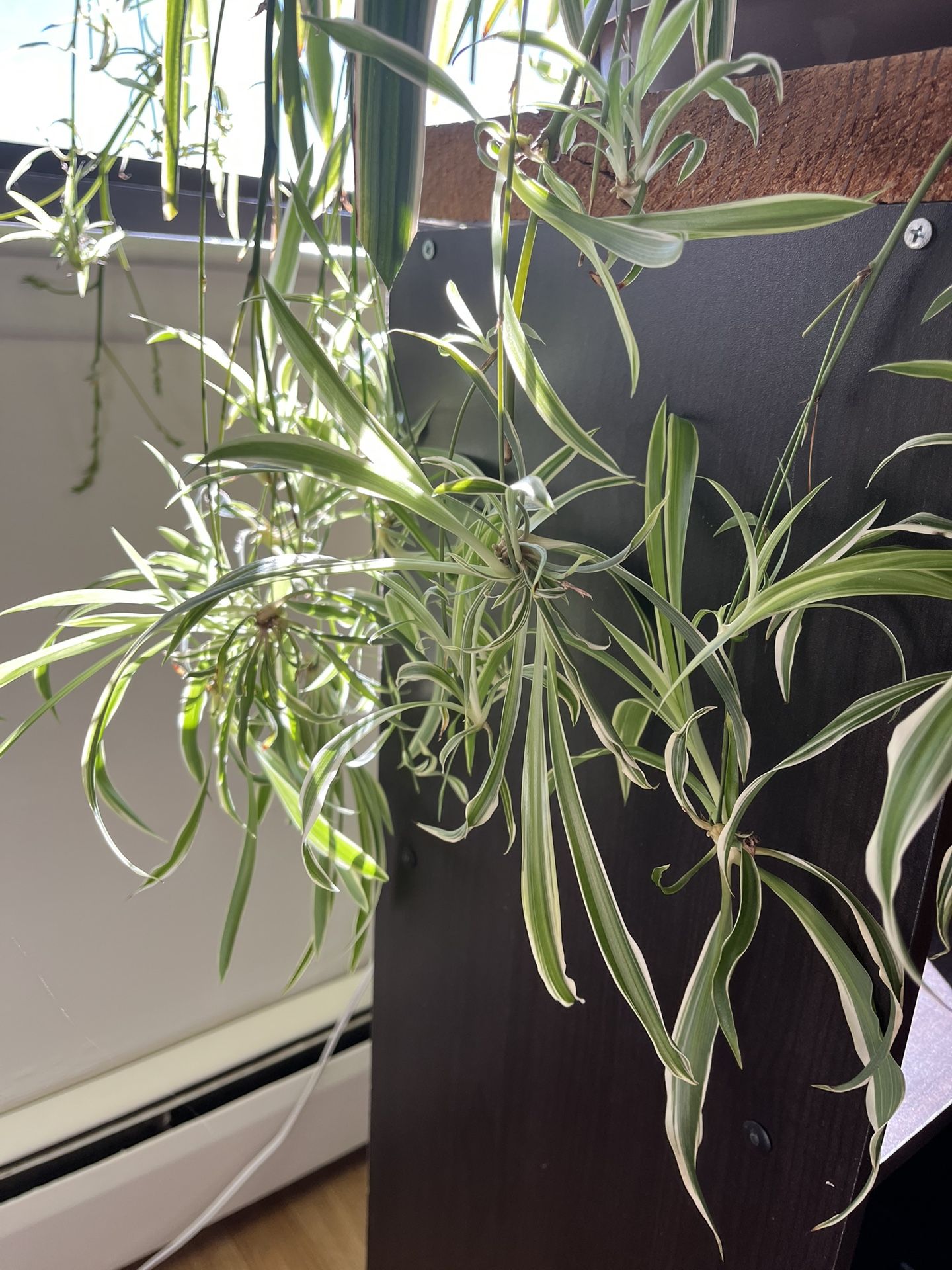 Spider Plant Babies