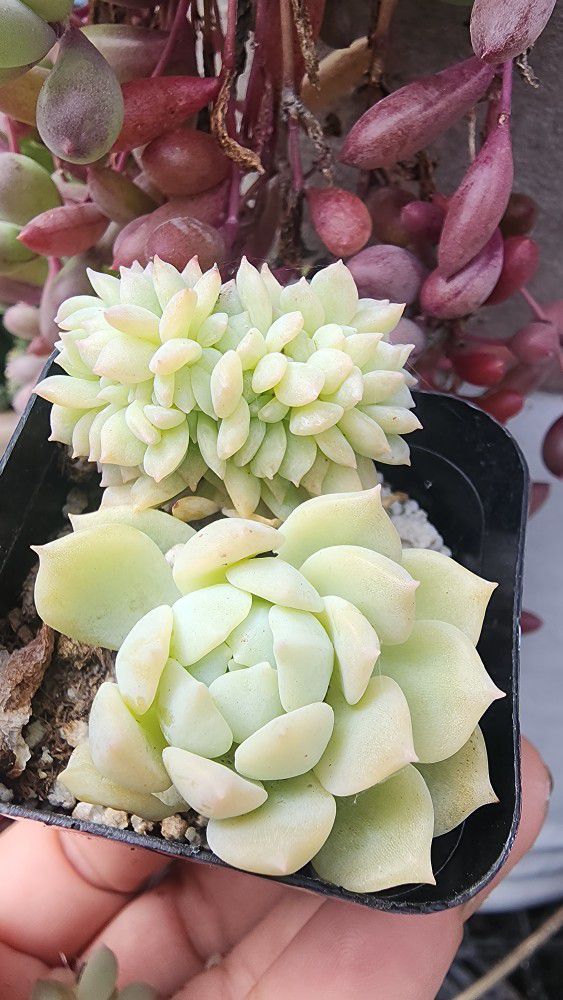 Crested Echeveria Rony Pick Up In Upland 1 Avail 