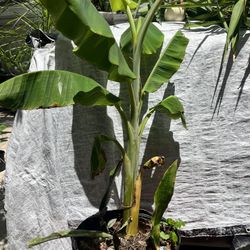 Banana Plant 