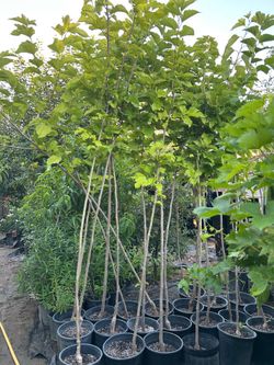 Shade trees 35$ each