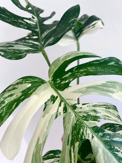 Monstera Albo