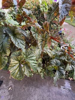 Planta Ala De Ángel