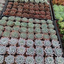 Succulent Plants 