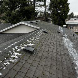 Roof Moss Treatment 