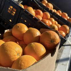 Sweet Navel Oranges Sale 