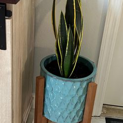 Snake Plant With Pots