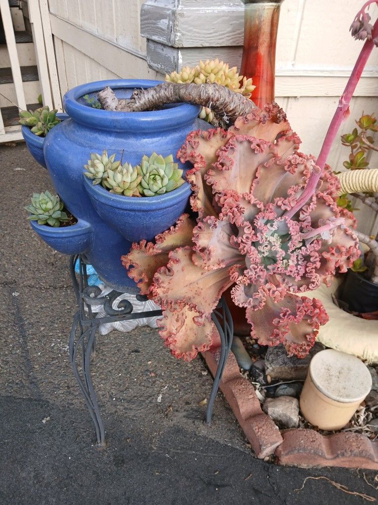 Succulents In Pottery