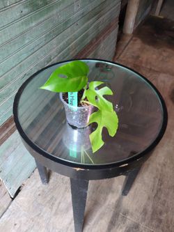Mini Monstera
