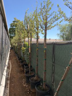 White oaks trees 15 gal