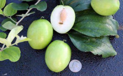 Giant Thai jujube tree