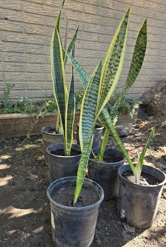 Snake Plants