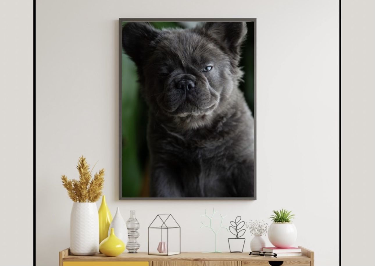 Art Frenchie Fluffy Frame 