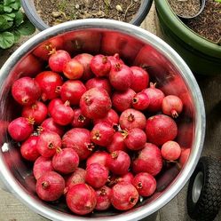 Organic Pomegranates For Sale 5 For $10.00