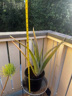 Large Aloe Vera Plant in Black Pot