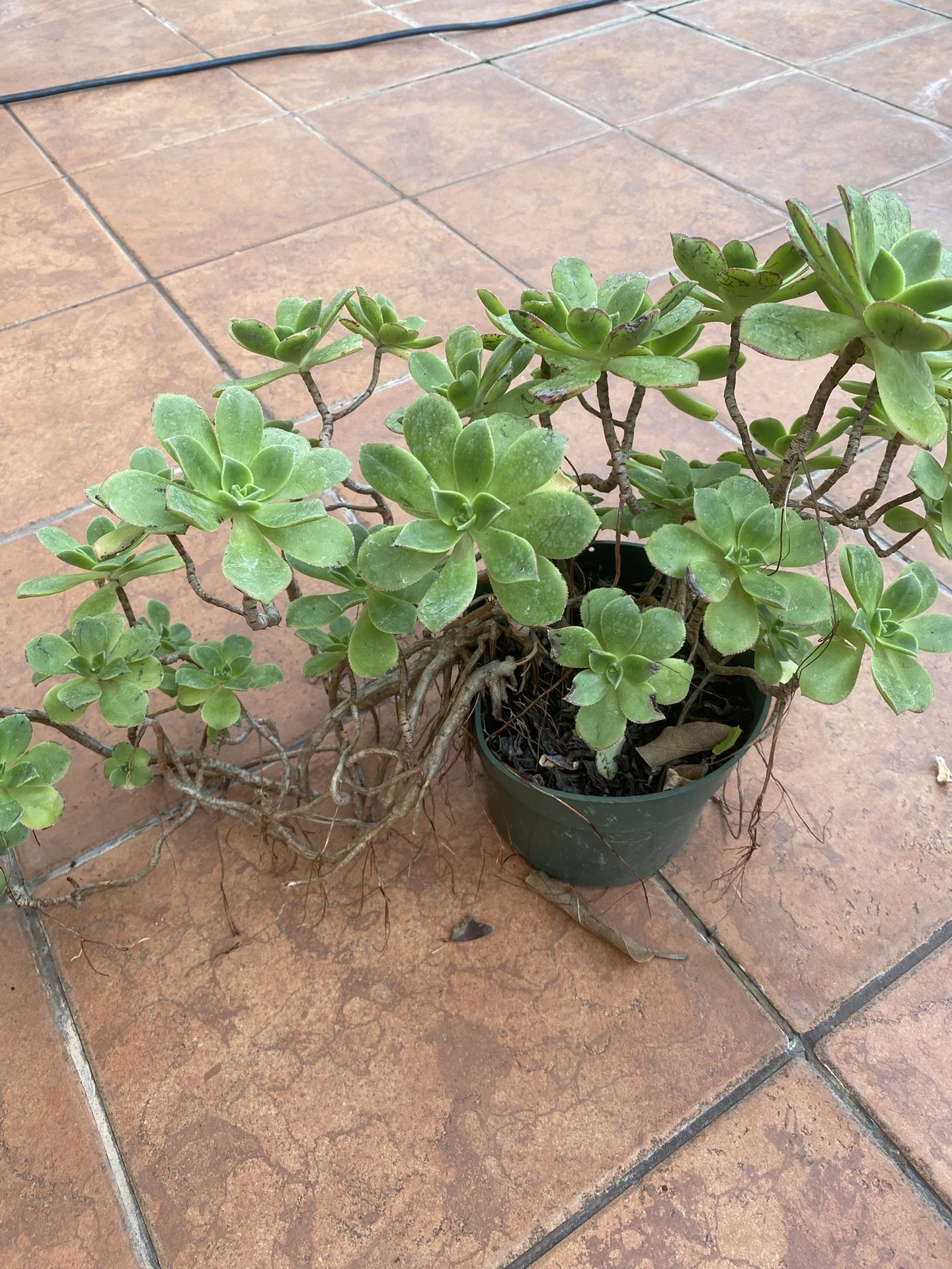 Succulent Plant