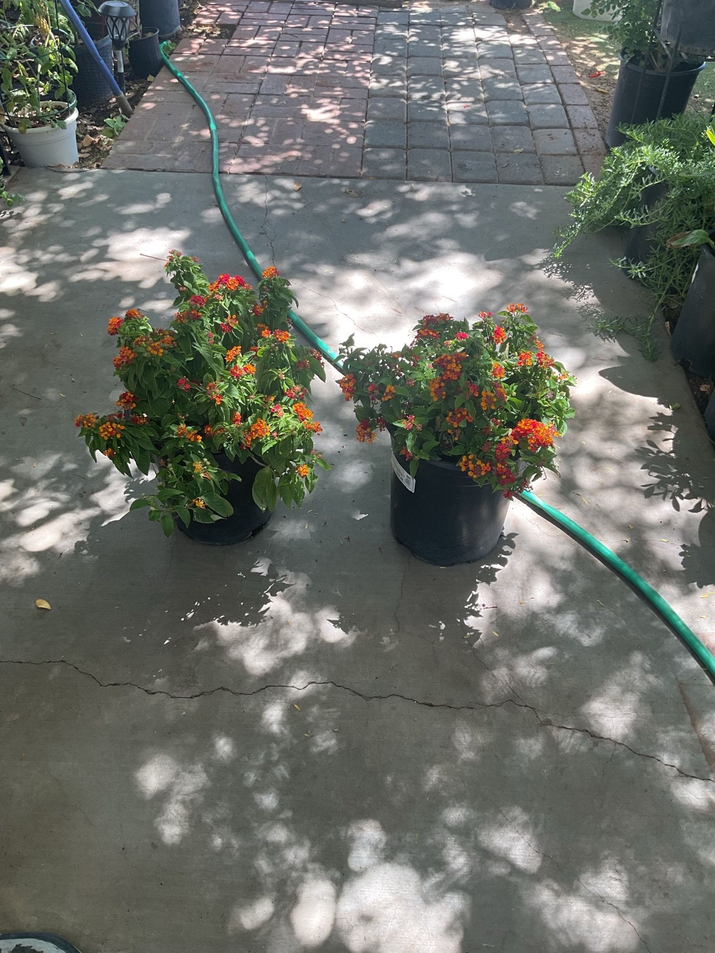 Lantana plants