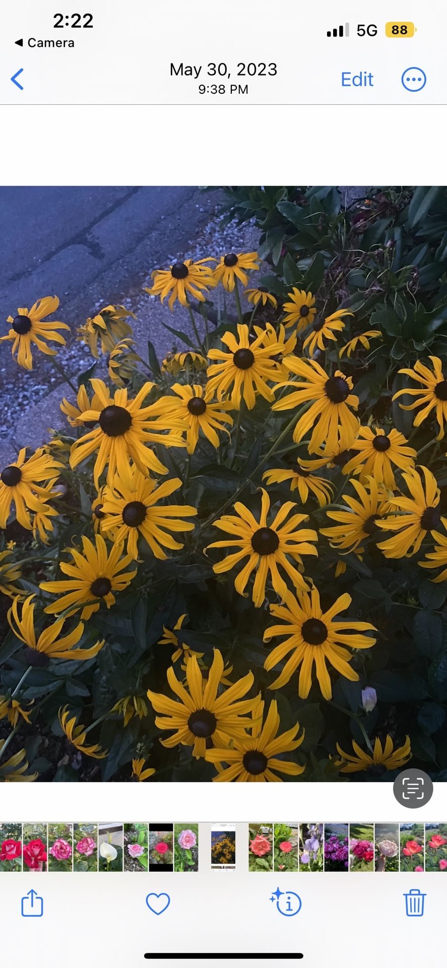 Black Eyed Susan Flower Plant Starter In Pot 