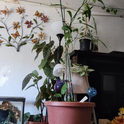 2 Guide Plants With Big Vase